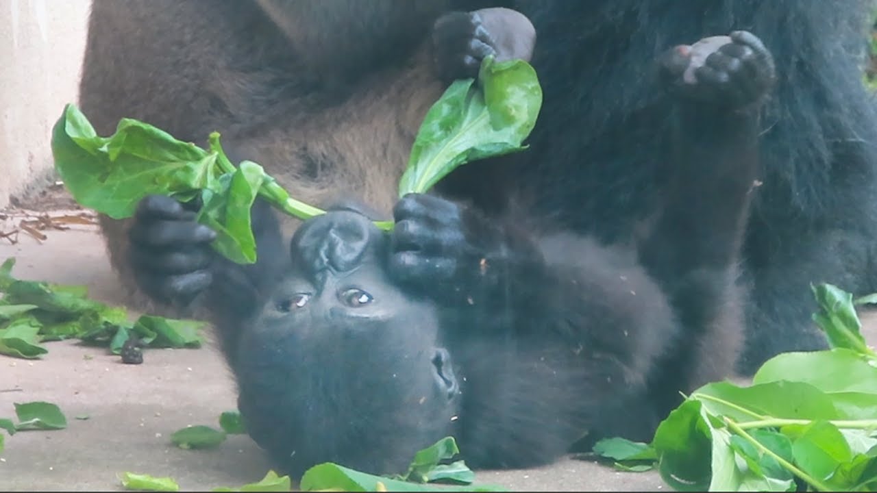 小金剛Ringo與爸爸跟山羌🦍💕🦌Baby gorilla Ringo, his dad and muntjac deer