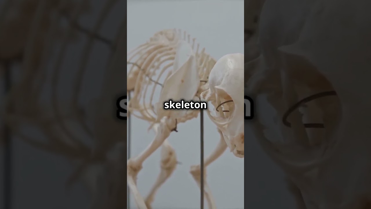 "Lion Anatomy EXPLAINED! 🦁 The Science Behind the King of Beasts 