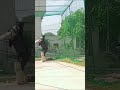 batting for hitting like this massive hits in cricket @CricketSteps