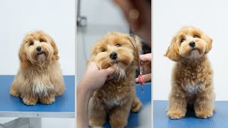 Maltipoo Full Groom | The Popular Teddy Bear Puppy Cut!