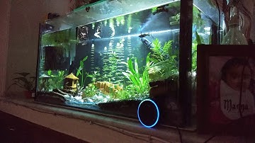 Aquarium lights controlled by Amazon Alexa - Echo dot