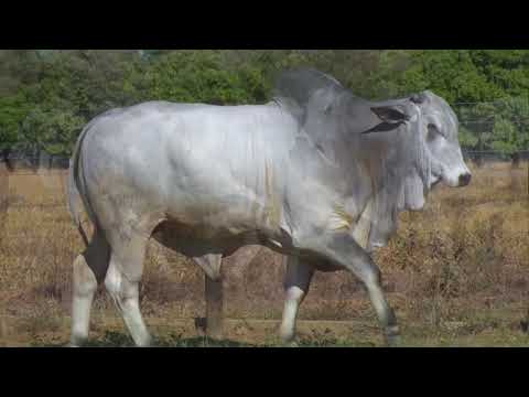 LOTE 69 | 41º MEGA LEILÃO ANUAL CARPA - TOUROS