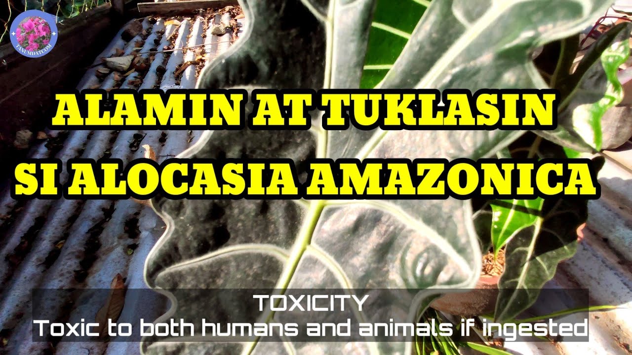 ALAMIN AT TUKLASIN NATIN SI ALOCASIA AMAZONICA / TOXIC? YouTube