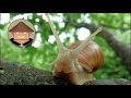 Qué Pasa Con Los Caracoles l Mini Documental