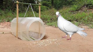 Awesome ! Underground Pigeon Trap Using Big Plastic Bottle & Wood  Method Quick Bird Trap