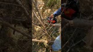 ECHO CS-2511T (CHAINSAW) - Sawing Tree Branches