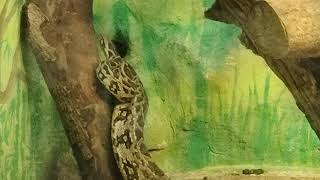 Rock Python in Mysore Zoo,4K video
