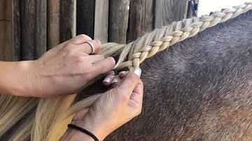 Running French Braid on Horse