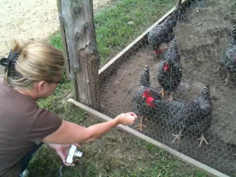Shawn feeds chickens and pats horses on the farm
