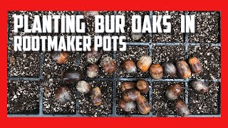 Planting Bur Oaks in Rootmaker Pots