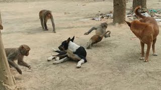 Wild Monkey Life: Funny Moments, Playful Fights &amp; Food Wars! 🐒🍎🥊