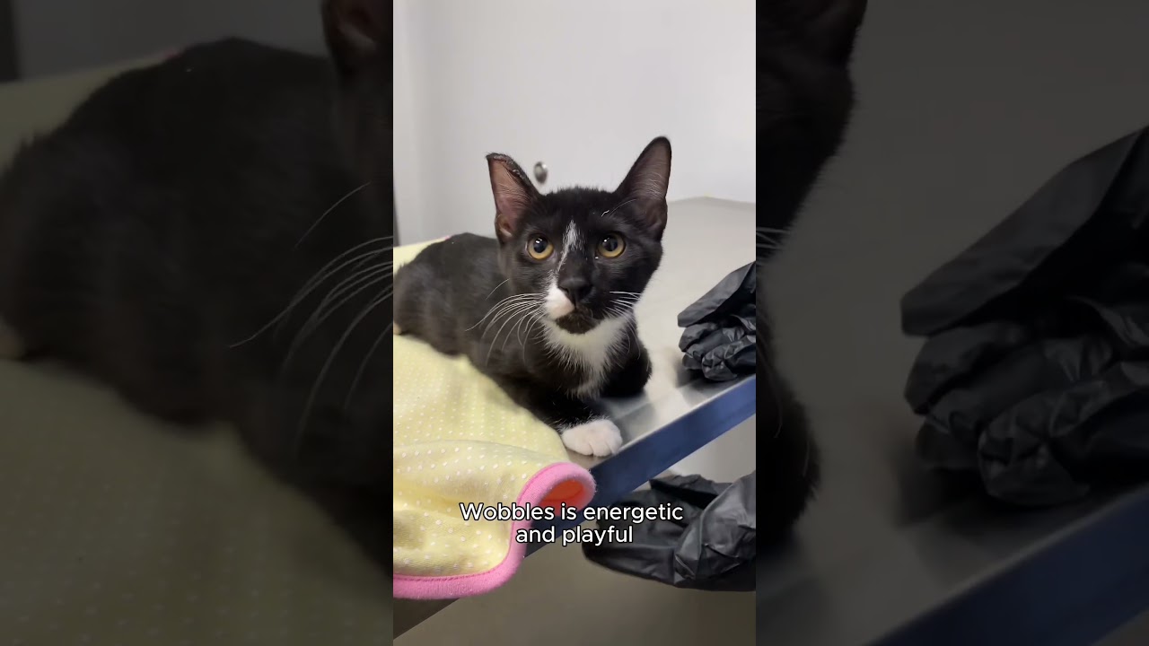 Meet Wobbles - Atlanta Humane Society