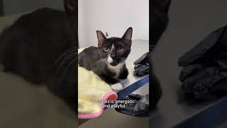 Meet Wobbles - Atlanta Humane Society