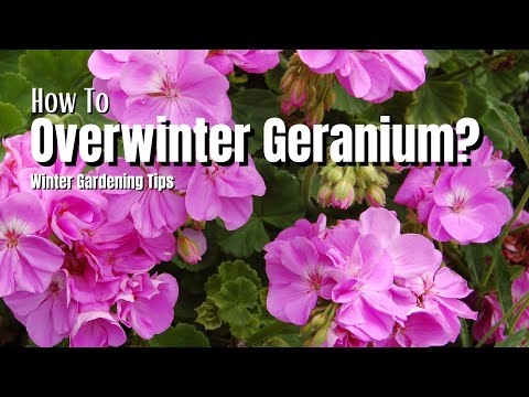 How To Overwinter Geranium Plants? Winter Gardening Tips