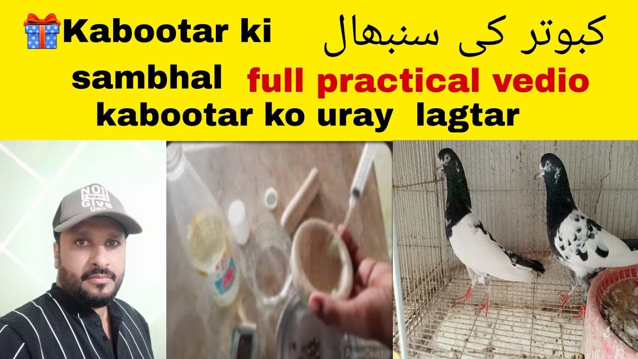 🎁nuska kabootar ki sambhal کبوتر کو تیار کرنے کا کھیل پانی ||practical vedio||