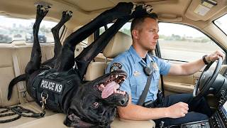 When Police Dogs Forget Their Job 🐕👮‍♀️