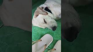 Phiền quá à chỗ ta đang  ngủ ngon❤(Baby dog s  from Vietnam) #dogs #mydogs #babydogs #babylabradogs