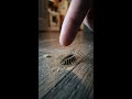 Why You Should Never Squish This Centipede #Shorts