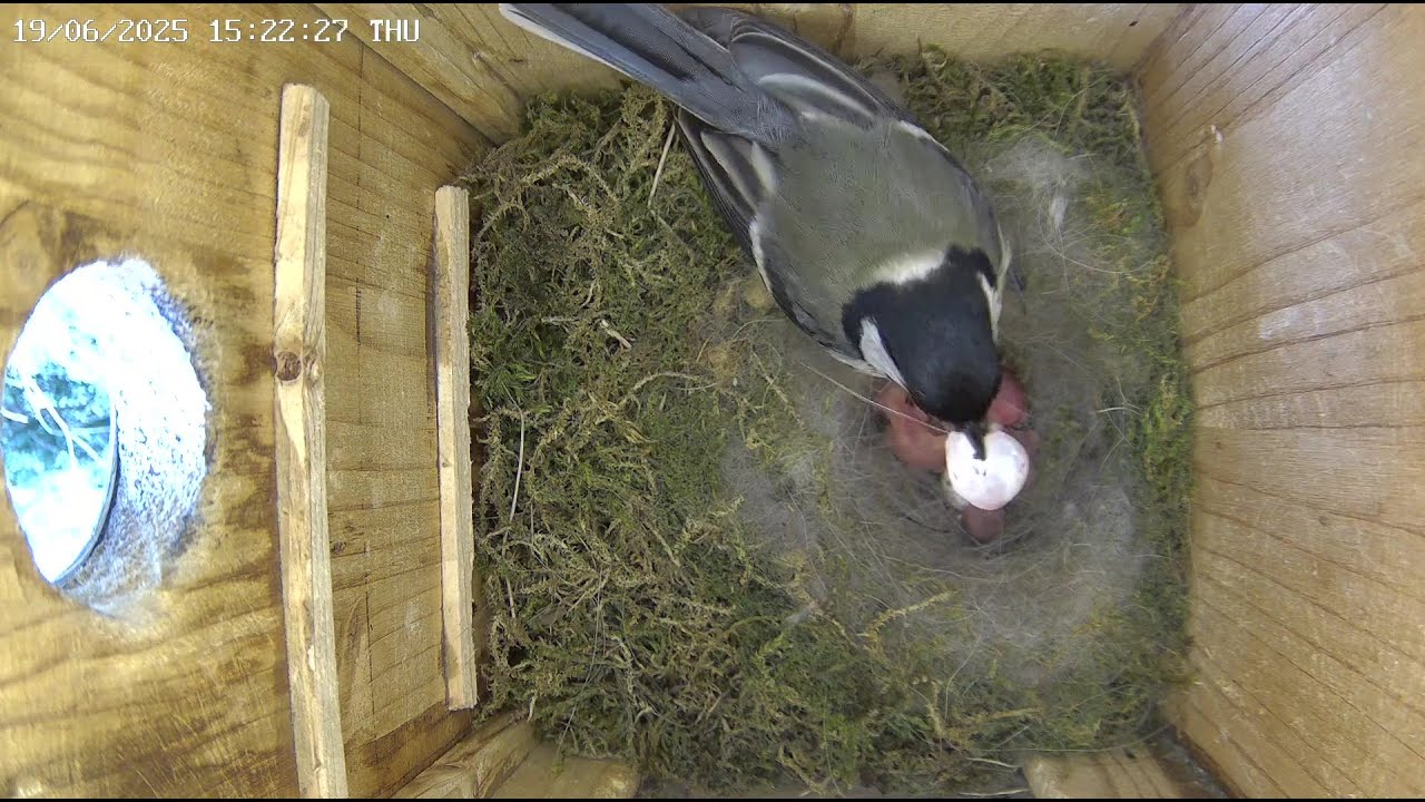 2025-06-19 Vienna - Fourth Chick Hatches: Great Tit Mother Eats Eggshell After Birth