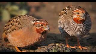 Quail  ( Complete  documentary)