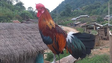 qaib dib qua zoo qua tsuag 2021.