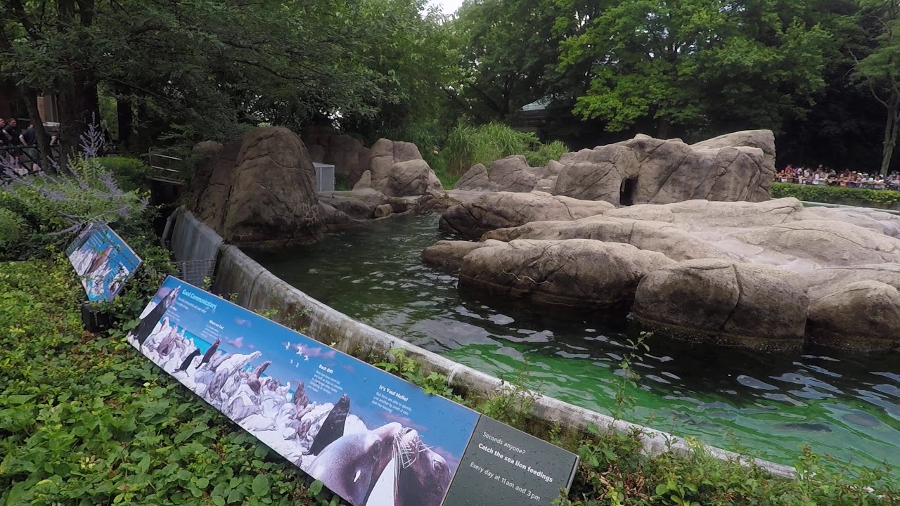 The sea Lions of the Bronx Zoo