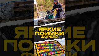 СПИННИНГИ В ДУГУ | ЯРКИЕ ПОИМКИ ФОРЕЛИ #японскиеснасти #troutarea #ловляфорели #рыбалка #jpsnasti