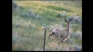 2041884-19-Cloud-Baby Antelope 6-15-04