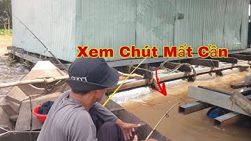 Câu Cá Tra, Cá Dồ Đém Trên Xuồng, Cá Ăn Mạnh Xém Mất Cần | Trần Đại Fishing