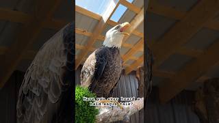 Have you ever heard an eagle talk? 🦅 #baldeagle #eagles