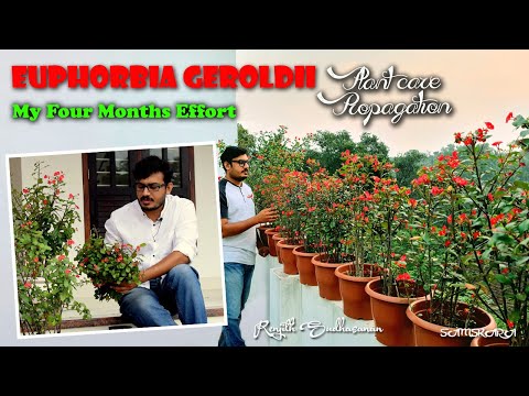 Видео: Олон нүүр царайтай, домогт Euphorbia