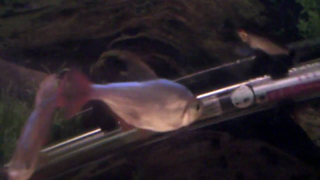 colombian tetra blue red