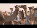 الاقتصاد والناس- تحديات تجارة الإبل
