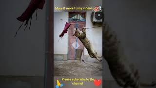 try not to laugh .. Amazing Cat's & Dogs 2023.. funniest animal