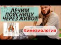 Лечение поясницы через живот. Подвздошно-поясничная мышца.