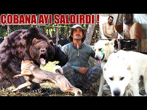 5 KANGAL AKBAŞ 1 DEV BOZAYI İLE DAĞDA KARŞI KARŞIYA GELDİLER ! ÇOBANA SALDIRAN AYI @idriscoskun3602