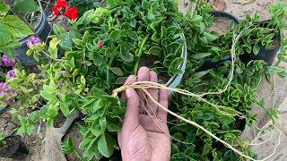 نبات قطر الندي حي علم🌺مزهر معمر يزرع بوعاء ومُعلق وغطاء أرضي🌹إكثاره ونقله سهل جدًا ولا يحتاج عناية