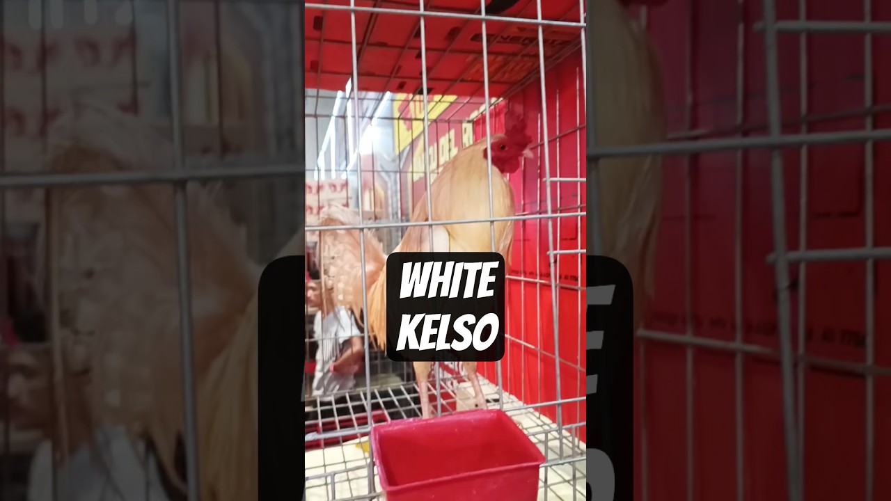 IGF Hobby Expo 2025 | White Kelso | RB Fulgencio 
