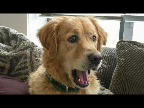 I Was NOT Prepared For These Funny Dogs! ๐๐