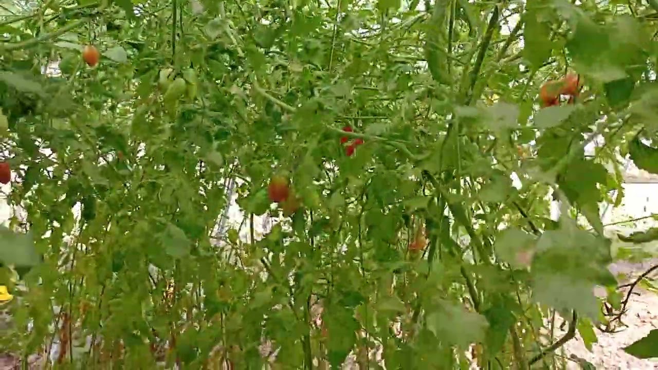 Amazing Organic Tomato Tunnels at the Rukmani Amar Aangan Polyhouse, Kolkata 3 rd March 2026