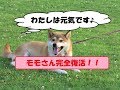 足の怪我治りました♪モモさんは元気です！
