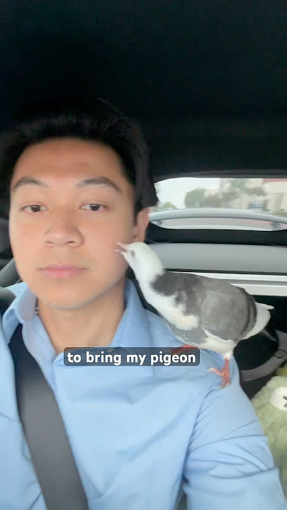 I BROUGHT THIS PIGEON WHERE ? #birds #pigeon #bird