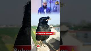 শালিক পাখি মিজানুর রহমান আজহারির কন্ঠ গজল গাইলো #shalikpakhi #talkingbirds #pets