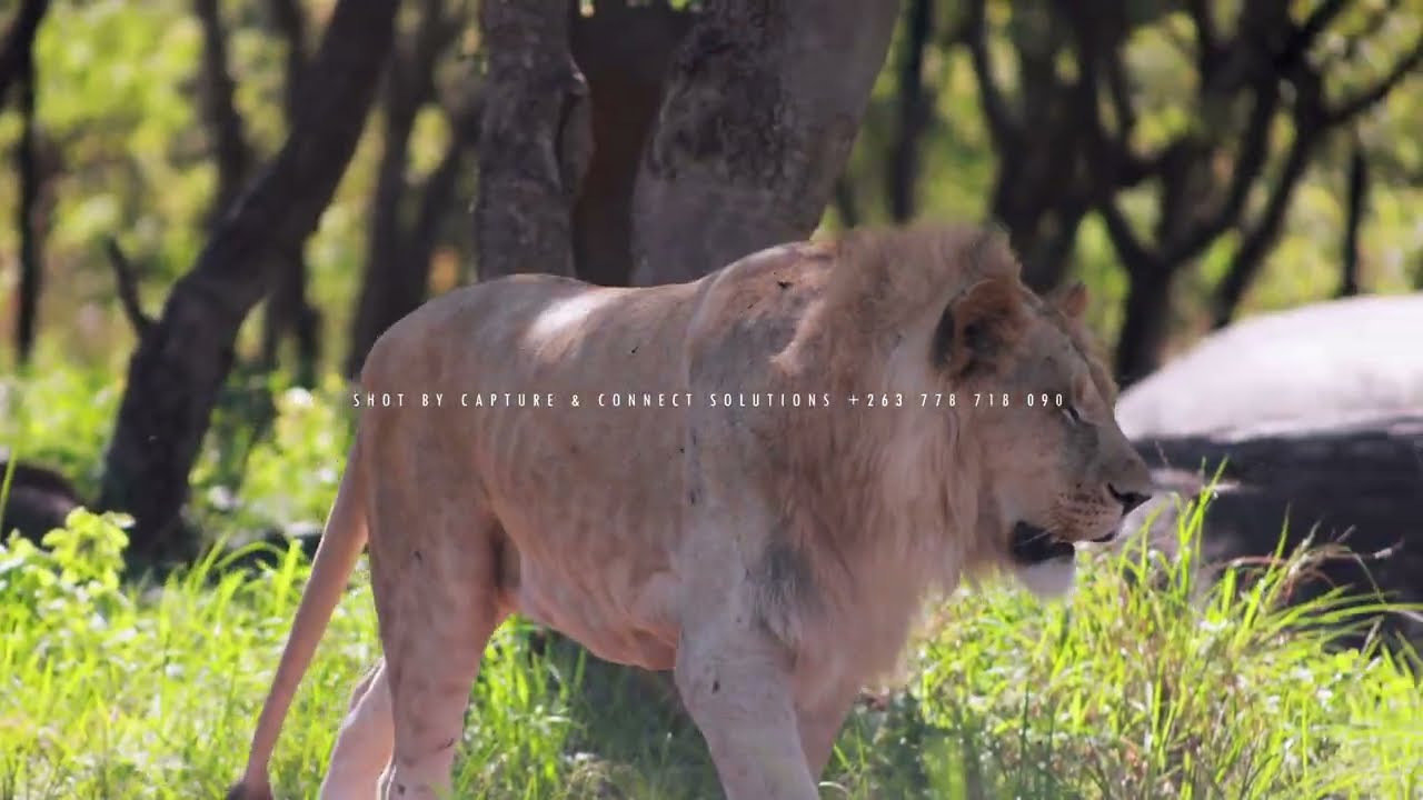 Lion Park Shoot Highlights | Capture & Connect Solutions | Cinematic Videography
