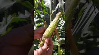 Happy Corn Harvesting! Growing corn for the first time. #shorts #cornharvest