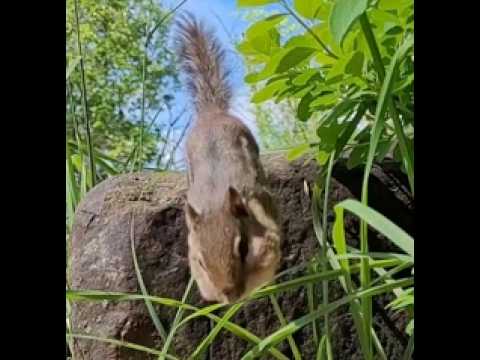 Little Chippy Deez Nuts
