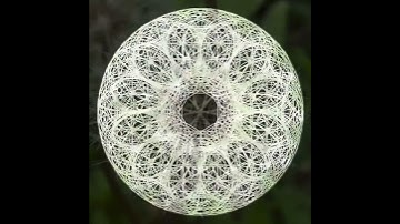 The Dance of the Dandelion #shorts