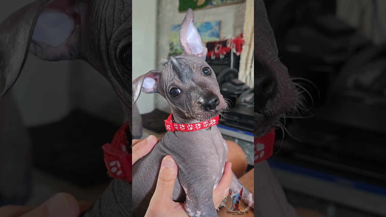 Those Eyes Will Melt Your Heart 🥹✨ 