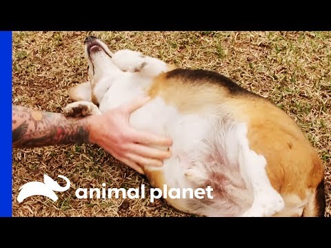 Video: Fat Pets (deel II): Waarom Vet Slecht Is Voor Fido
