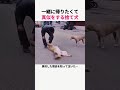 家族になりたくてレトリバーの真似をした捨て犬 #犬 #動物 #感動